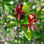 Sweetshrub_img