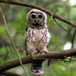 Barred-Owl